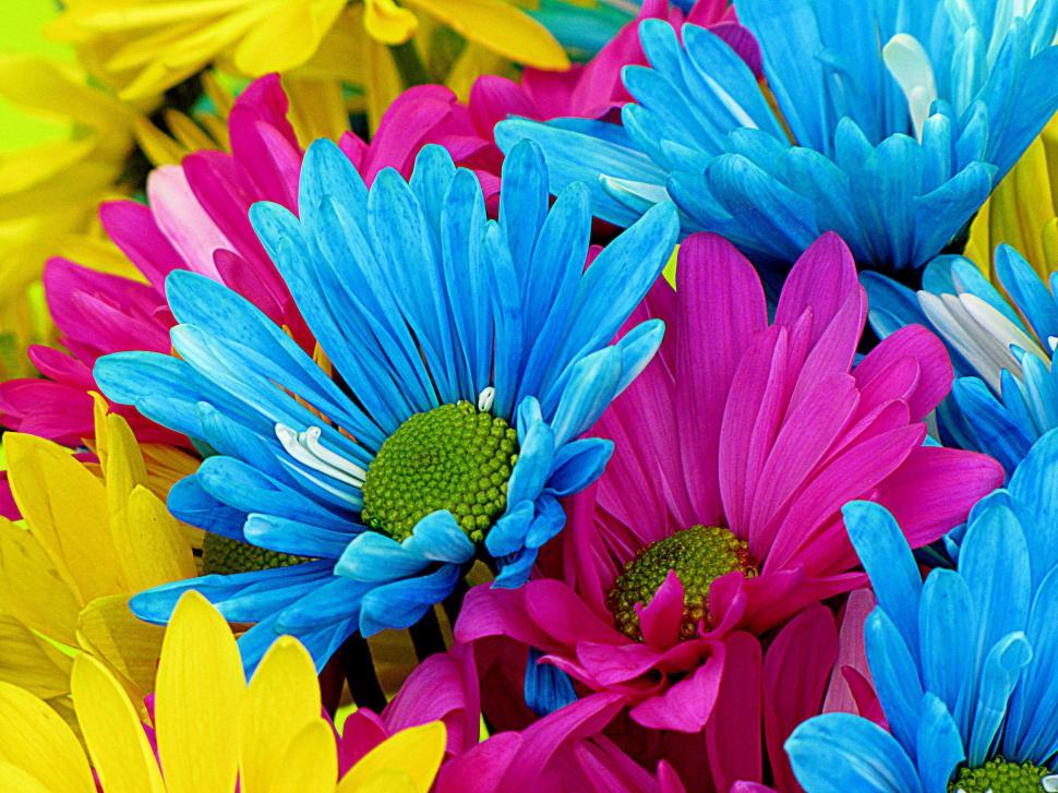 Free Image of Colorful Flowers  