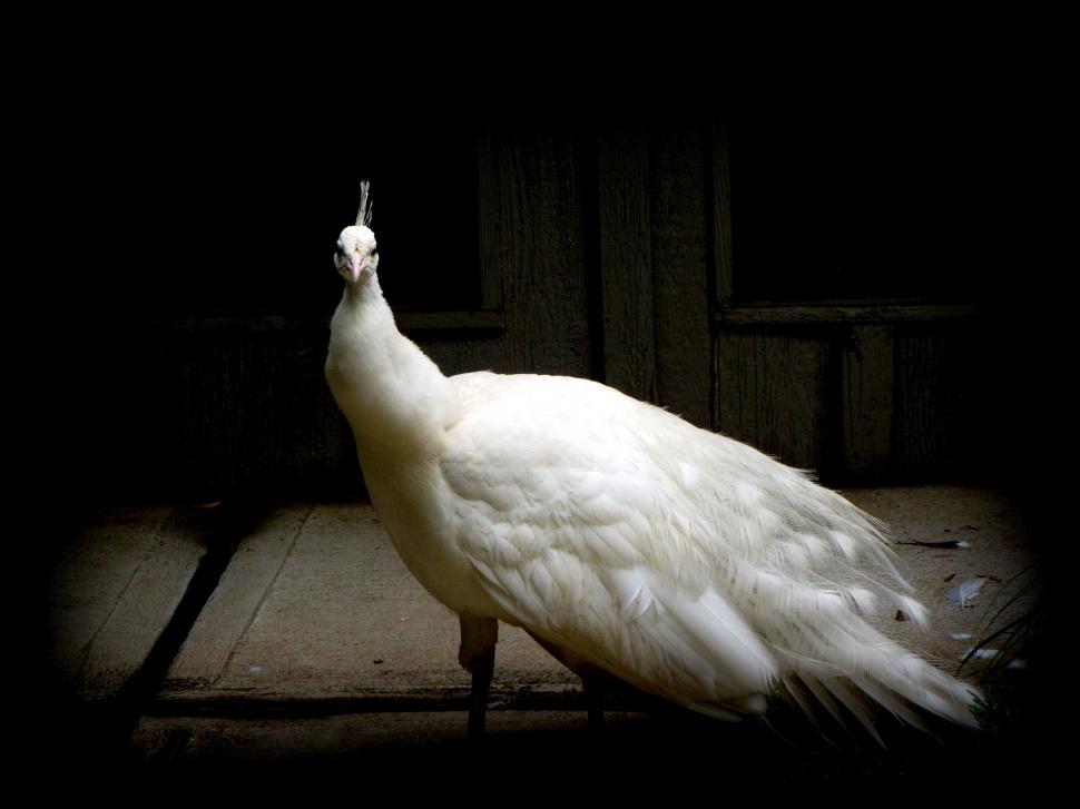 Free Image of White Peacock  