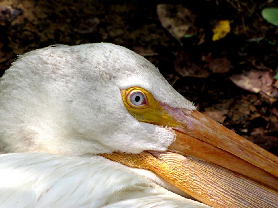Free Image of Great white pelican - Detailing  