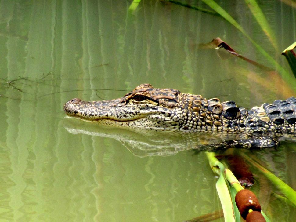 Free Image of Alligator in pond  