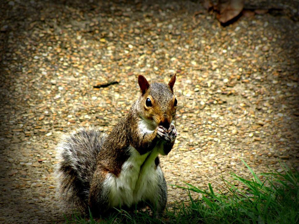 Free Image of Brown Squirrel 