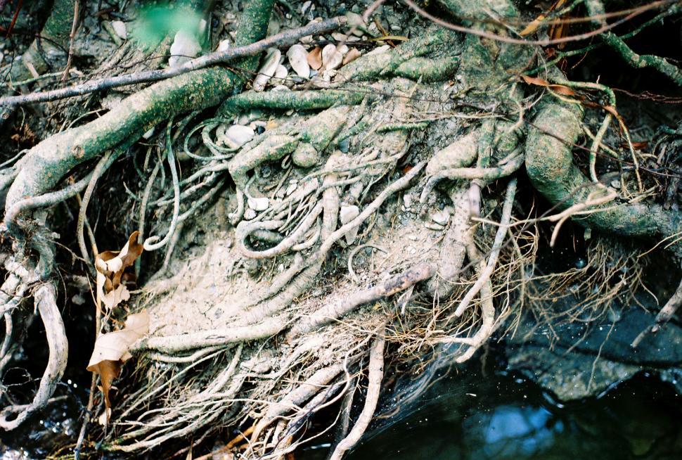 Free Image of Roots 