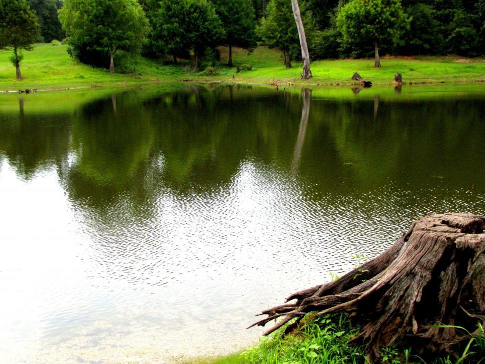 Free Image of Pond and Green Grass 