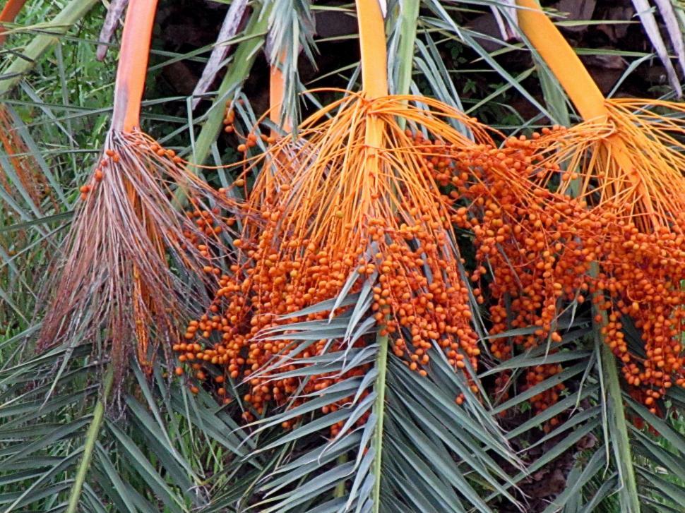 Free Image of Canary date palm fruit and green leaves  