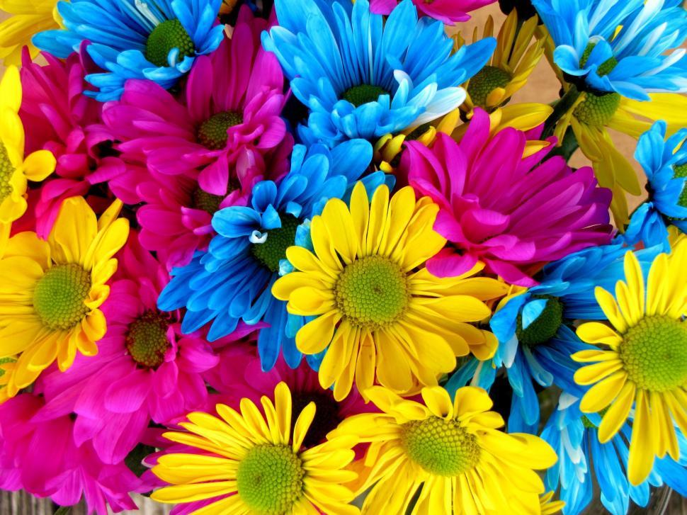 Free Image of Colorful Daisy Flowers - Detailing 