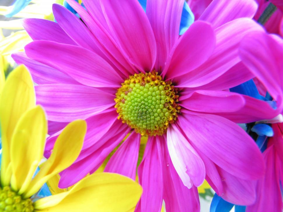 Free Image of Multi-Colored Daisy Flowers 