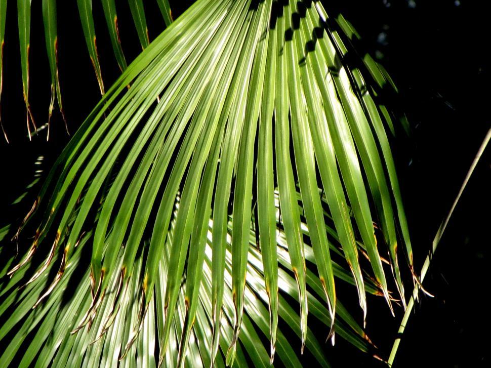 Free Image of Fan palm leaves 