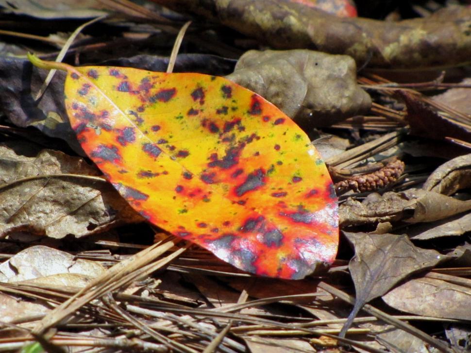 Free Image of Yellow Leaf on ground  