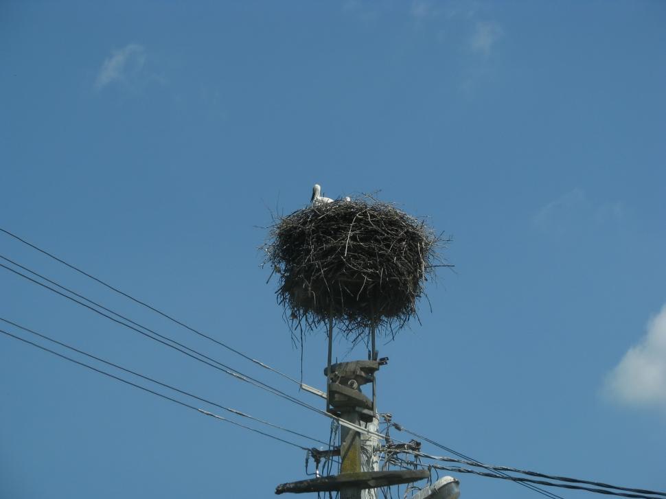 Free Image of Stork In The Nest 