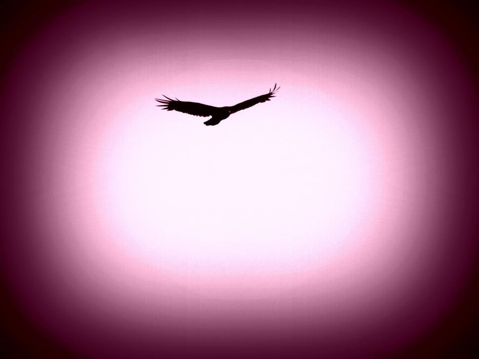 Free Image of Bird in Sky  