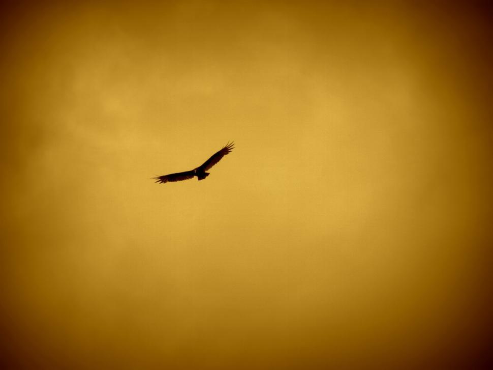 Free Image of Eagle in Sky  
