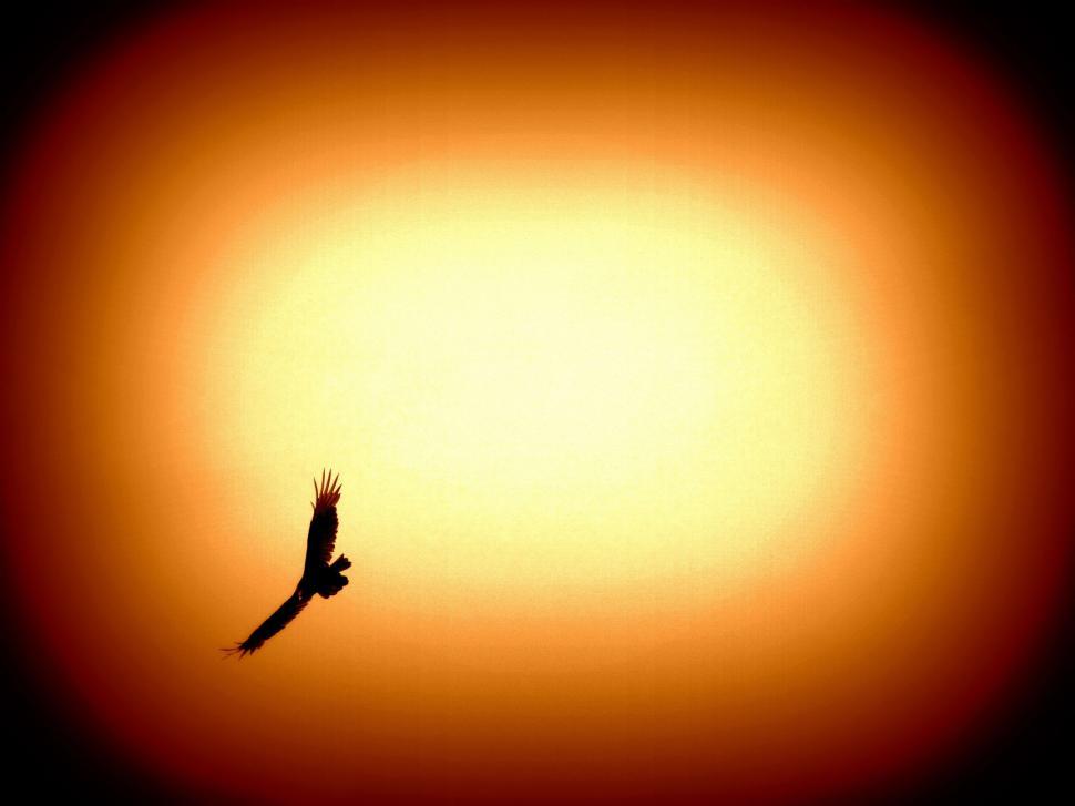 Free Image of Eagle (bird) in Sky  