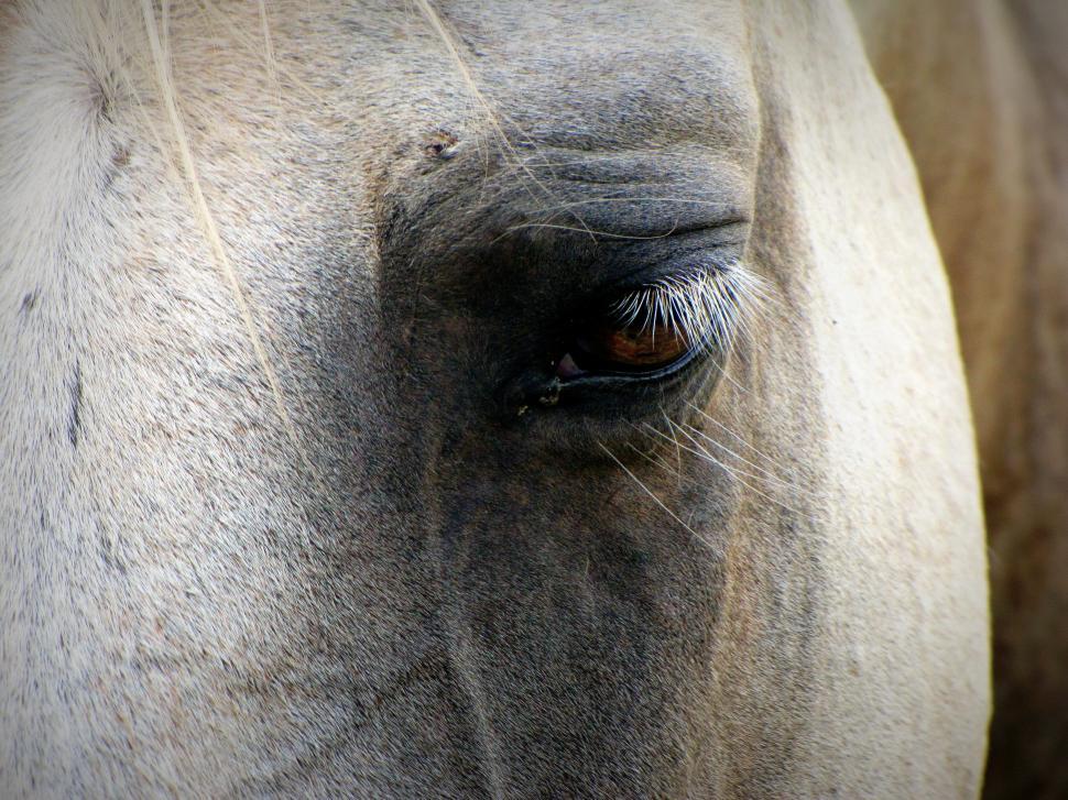 Free Image of Horse Eye  