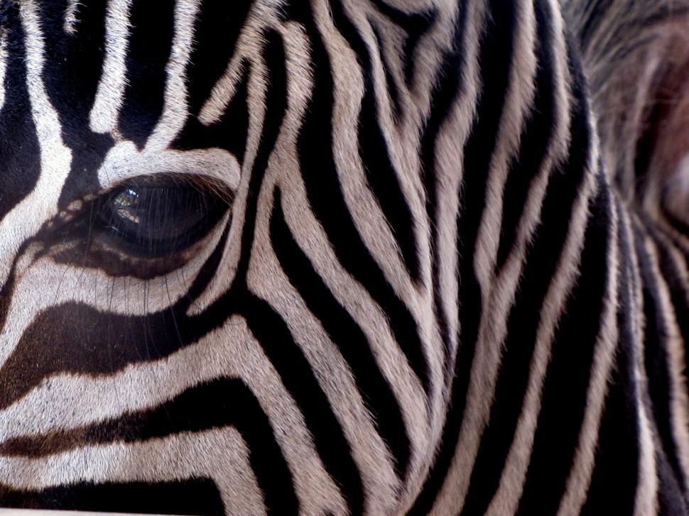 Free Image of Zebra Eye - Detailing  