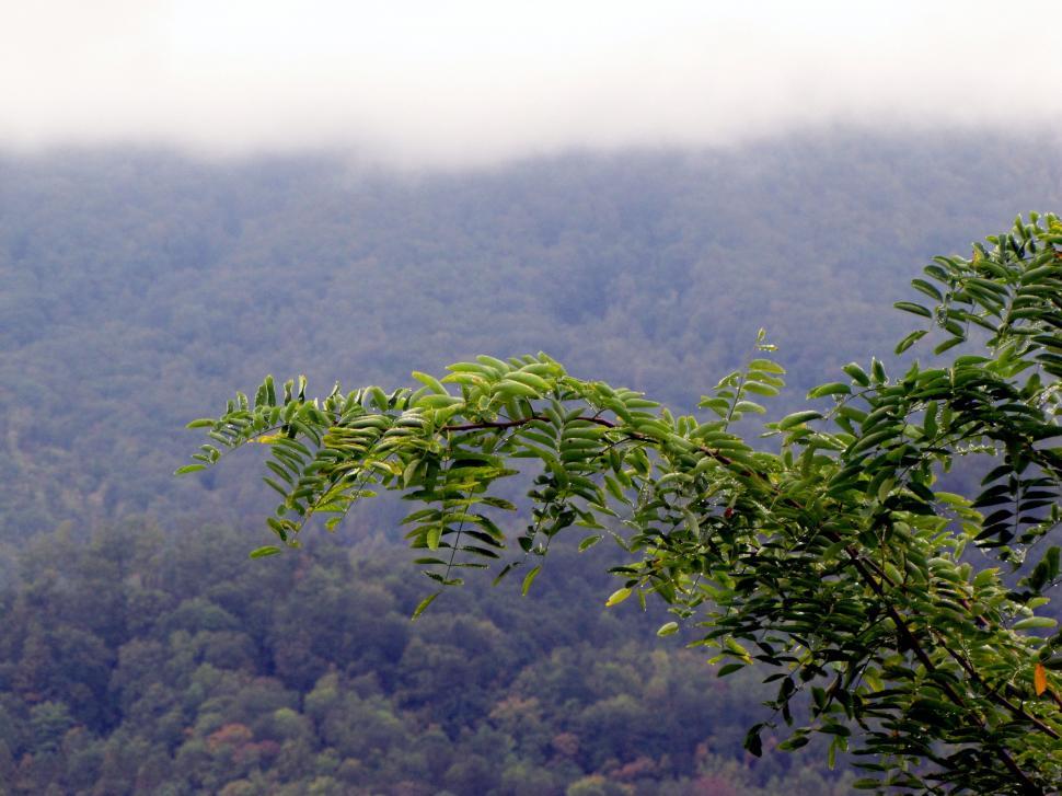 Free Image of Tree Branches and Foggy Mountains 