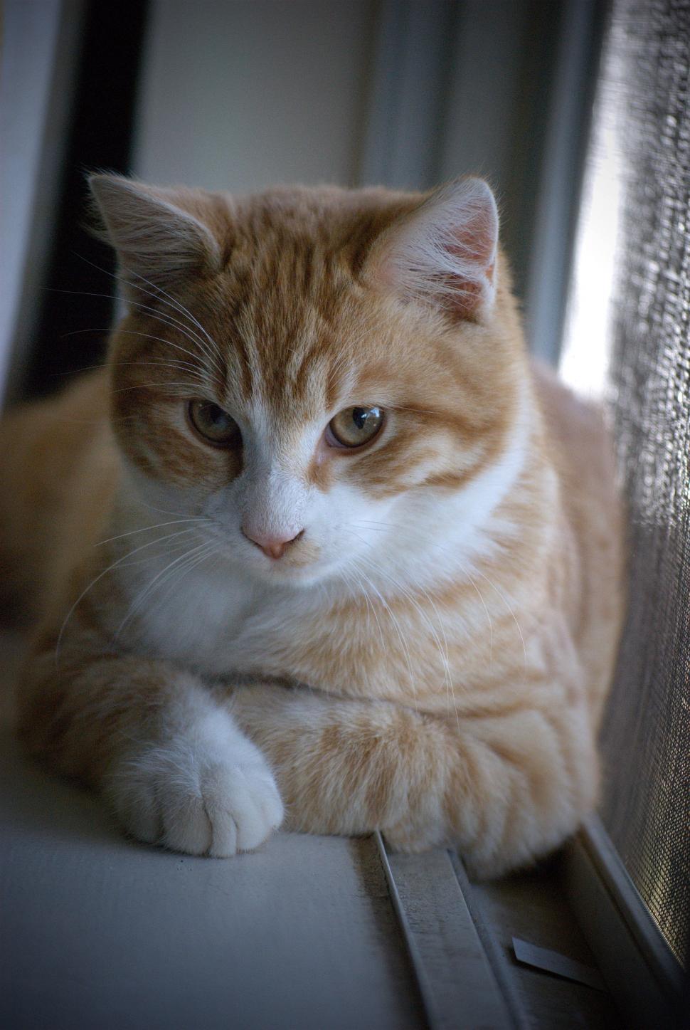 Free Image of Orange and white domestic cat  