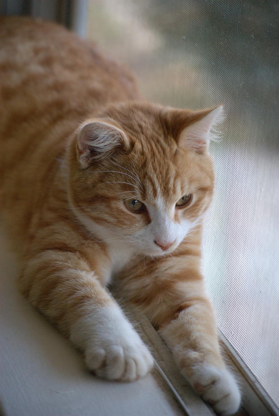 Free Image of Domestic Cat and Window  