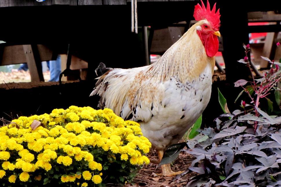 Free Image of Rooster and Flowers  