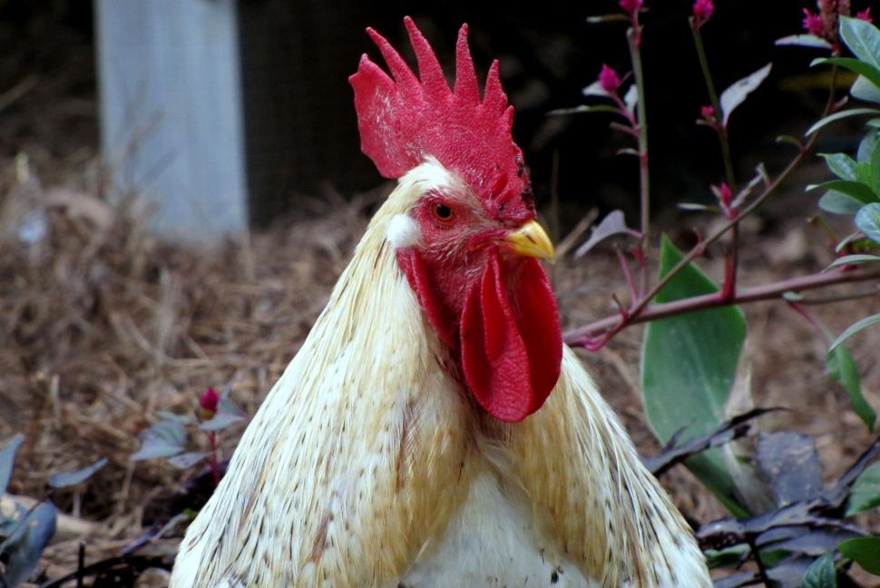Free Image of White Rooster  