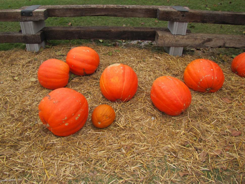 Free Image of Orange Pumpkins 