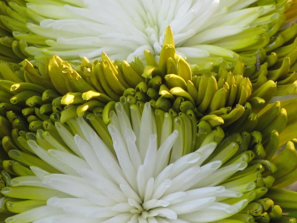 Free Image of Green White Flowers  
