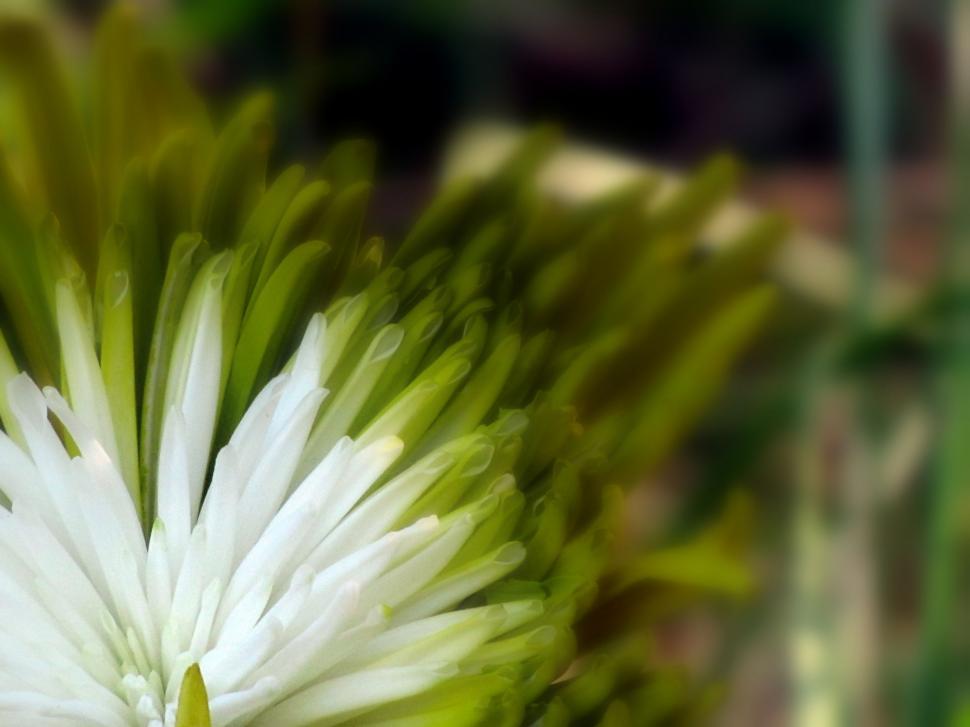 Free Image of White Green Flowers  