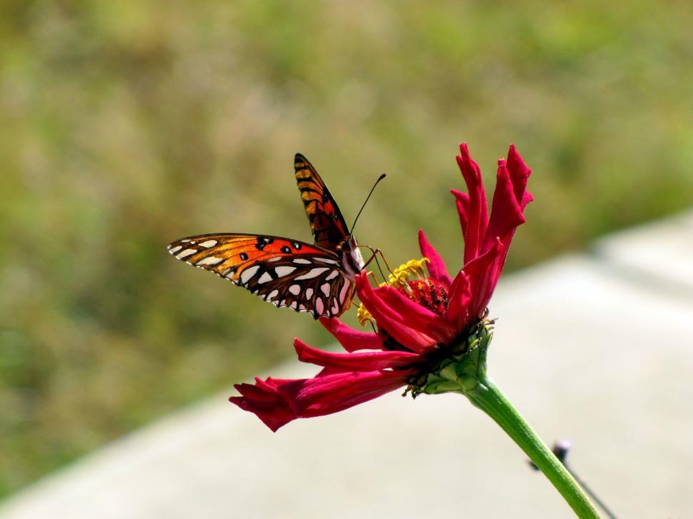 Free Image of Butterfly and Flower  