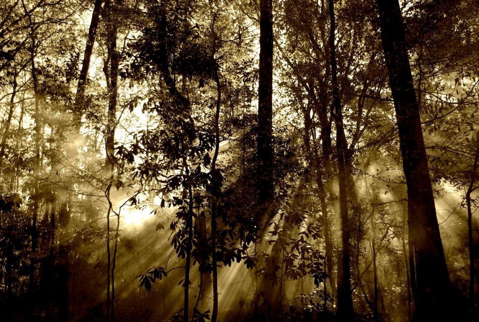 Free Image of Sun rays and Trees  