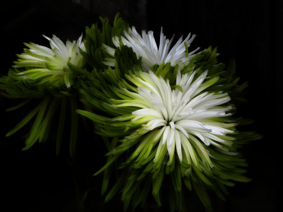Free Image of Green and white flowers  