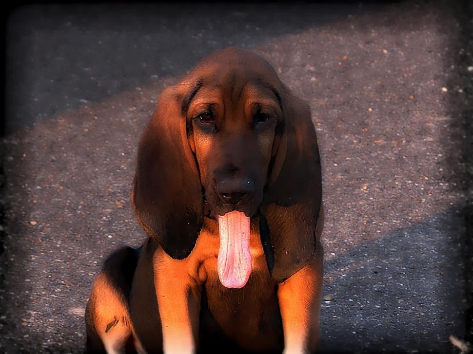 Free Image of Bloodhound Dog 
