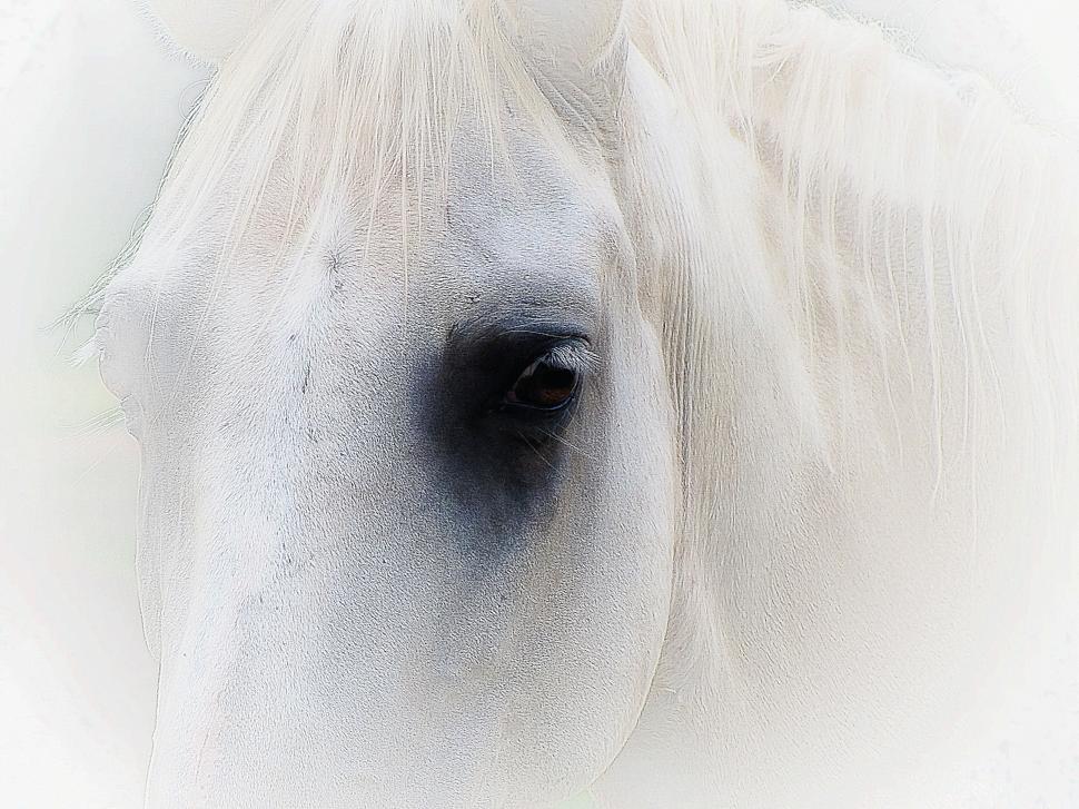 Free Image of White Horse  