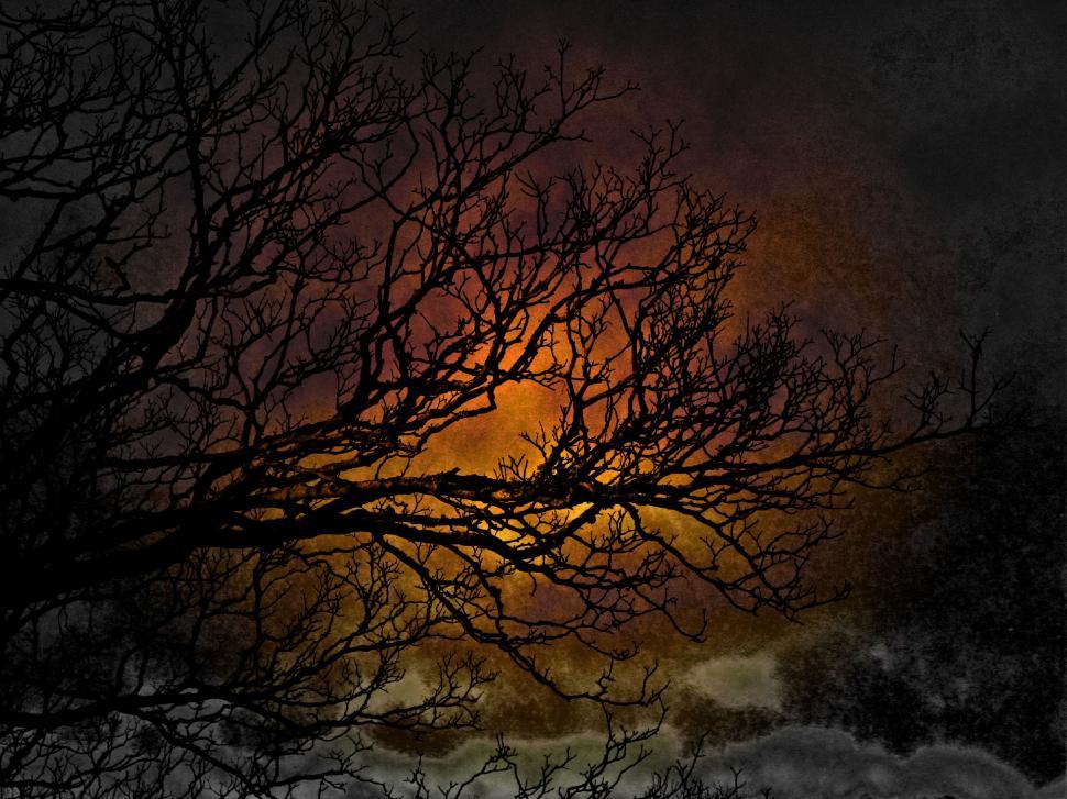 Free Image of Dark View of Trees and Sky  