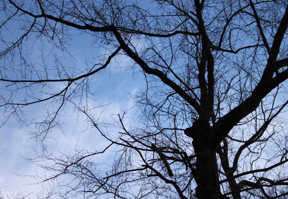 Free Image of Dead Tree Branches and Sky 