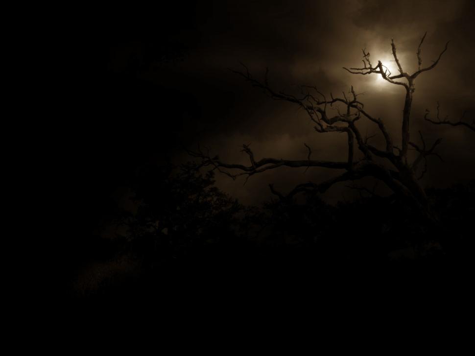 Free Image of Dark Sky and Moon With Tree  