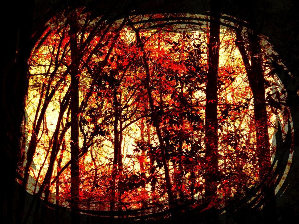 Free Image of Dark View of Trees  
