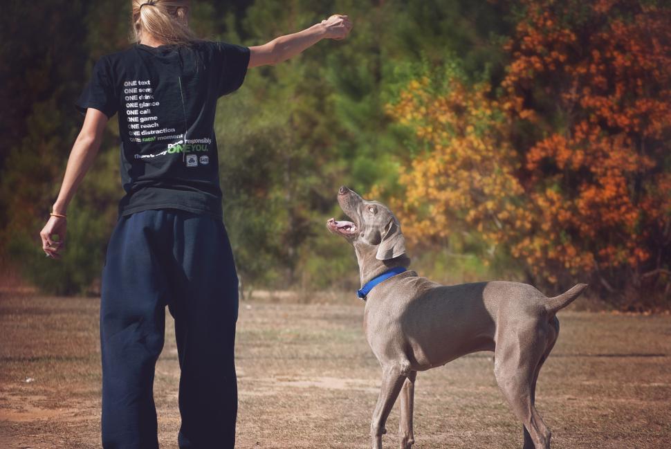 Free Image of Woman and Weimaraner dog  