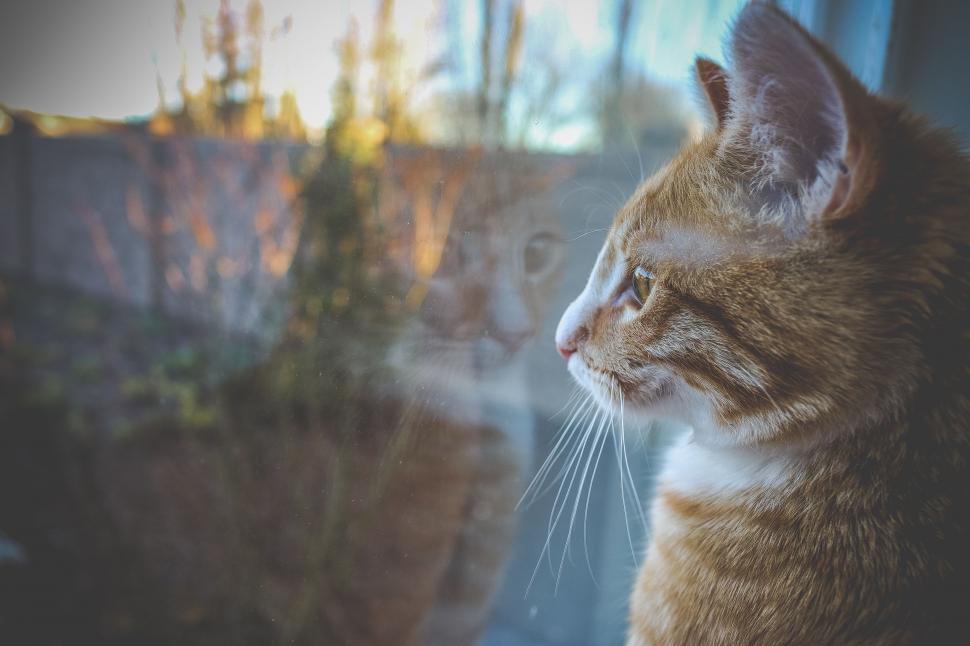 Free Image of Brown Cat and Window  