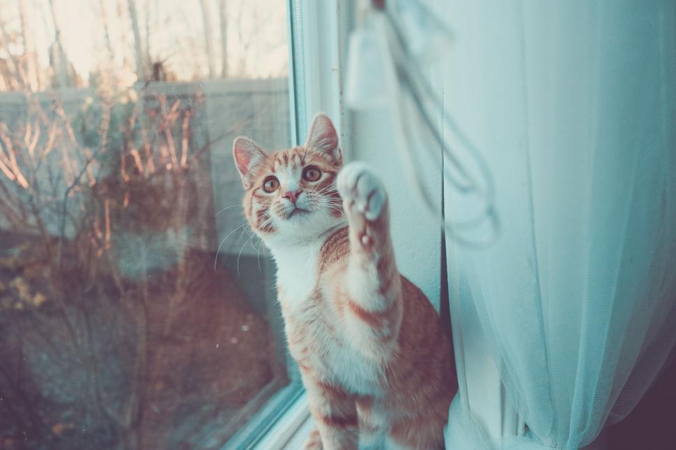 Free Image of Tabby Cat and Window  
