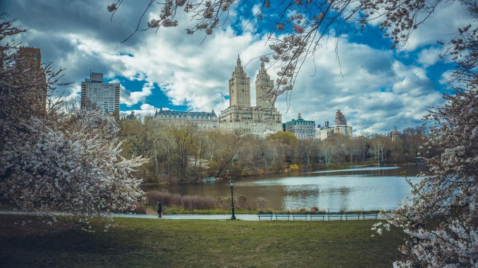 Free Image of Cherry Blossom With Lake at Central Park - New York City  