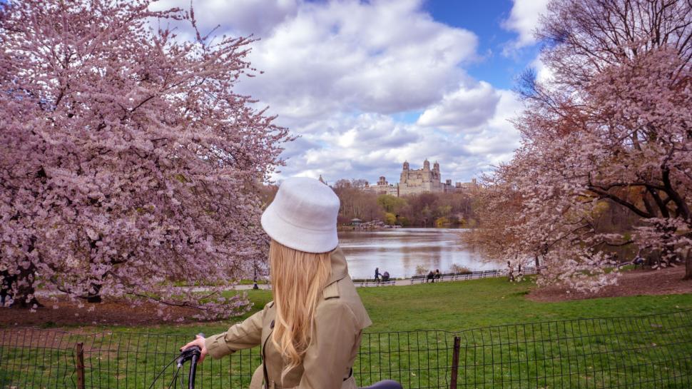 Free Image of Back view of blonde woman with cherry blossom at Central Park 