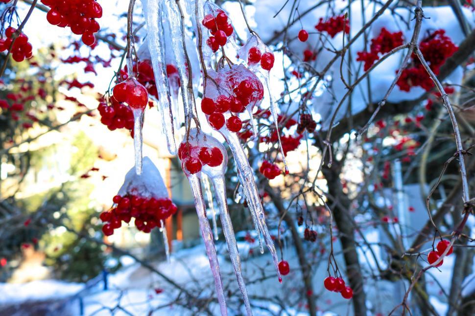 Free Image of Frosty Rowan Berries 