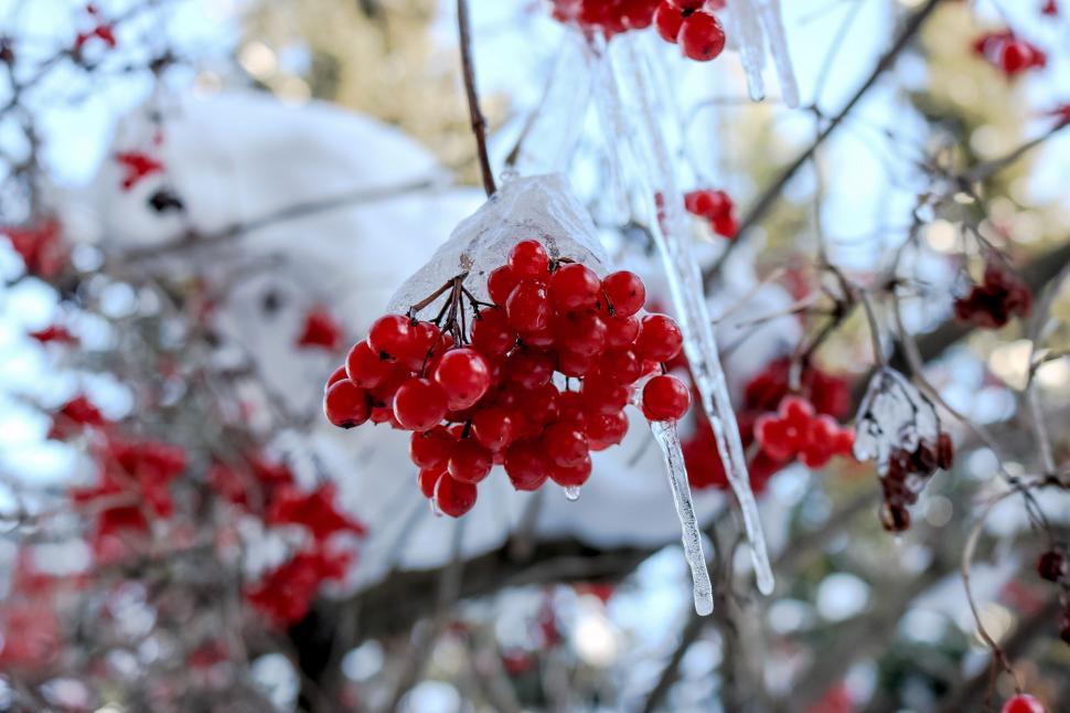 Free Image of Red Rowan Berries in Snow 