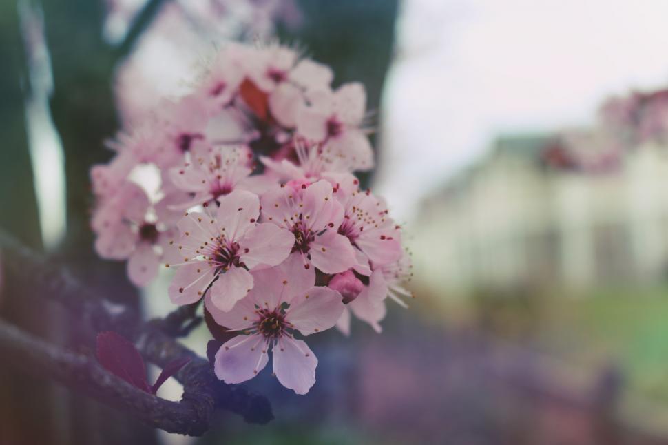 Free Image of Cherry blossom 