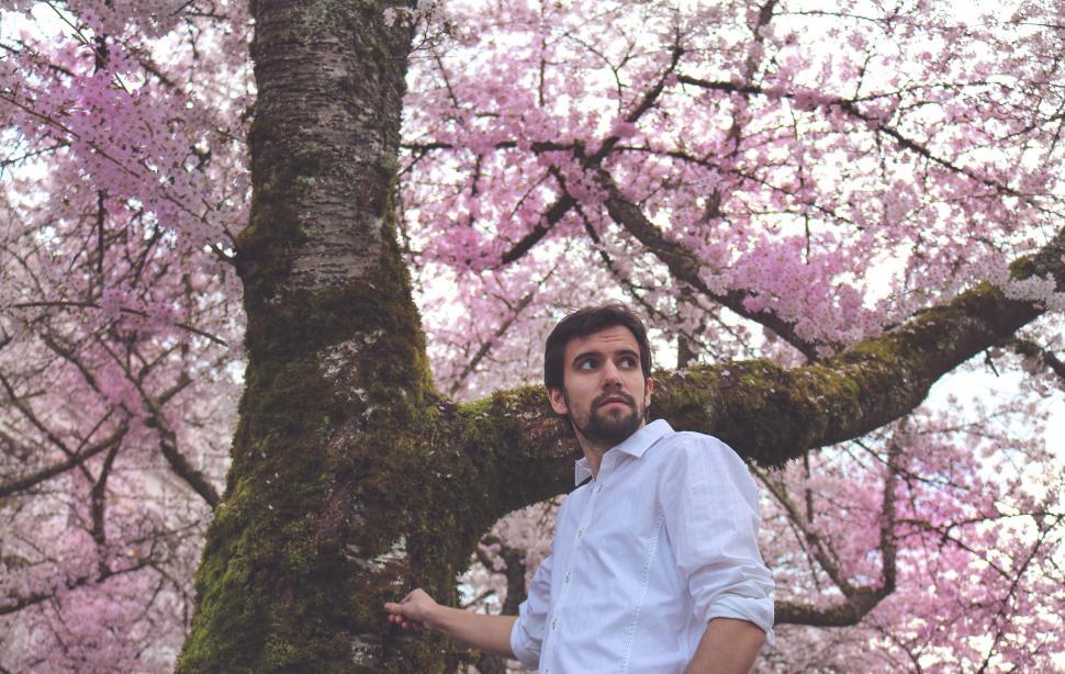Free Image of Young Man and Cherry Blossom Tree 