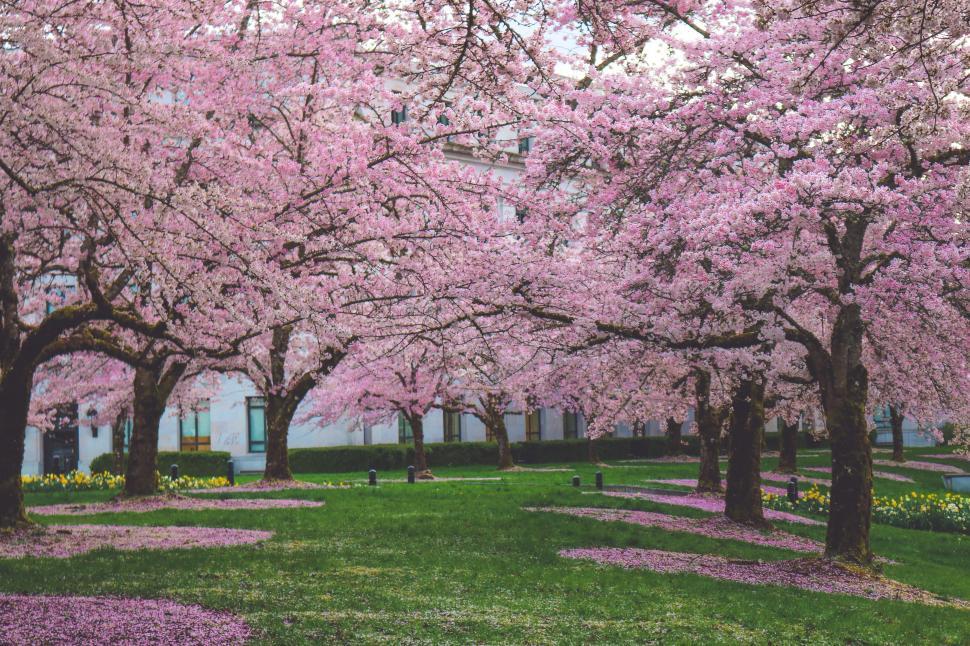 Free Image of Cherry Blossom Trees 