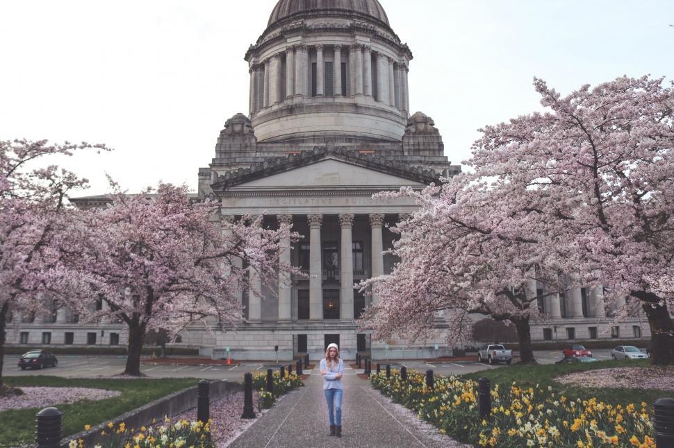 Free Image of Woman and Washington State Capitol Building With Cherry Blossom Trees  