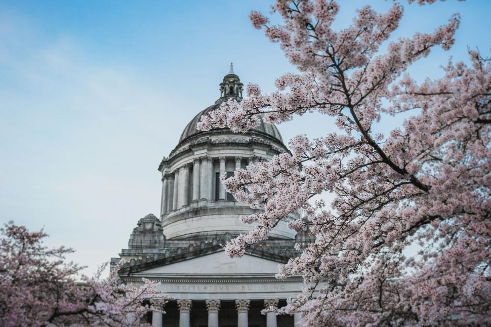 Free Image of Washington State Capitol With Cherry Blossom  