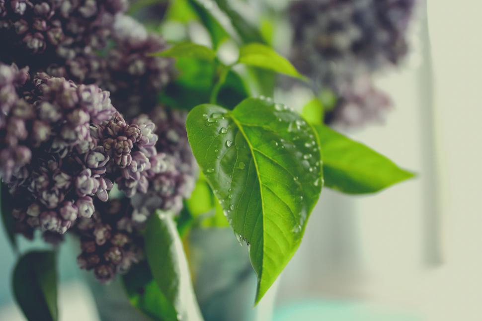 Free Image of Lilac flowers 