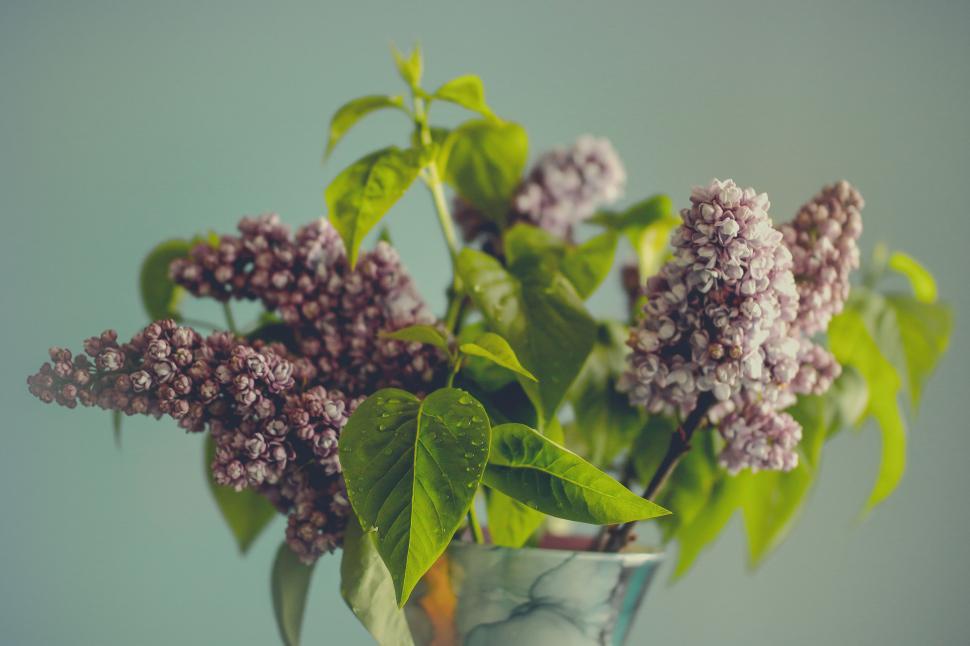 Free Image of Lilac flowers in flower pot  