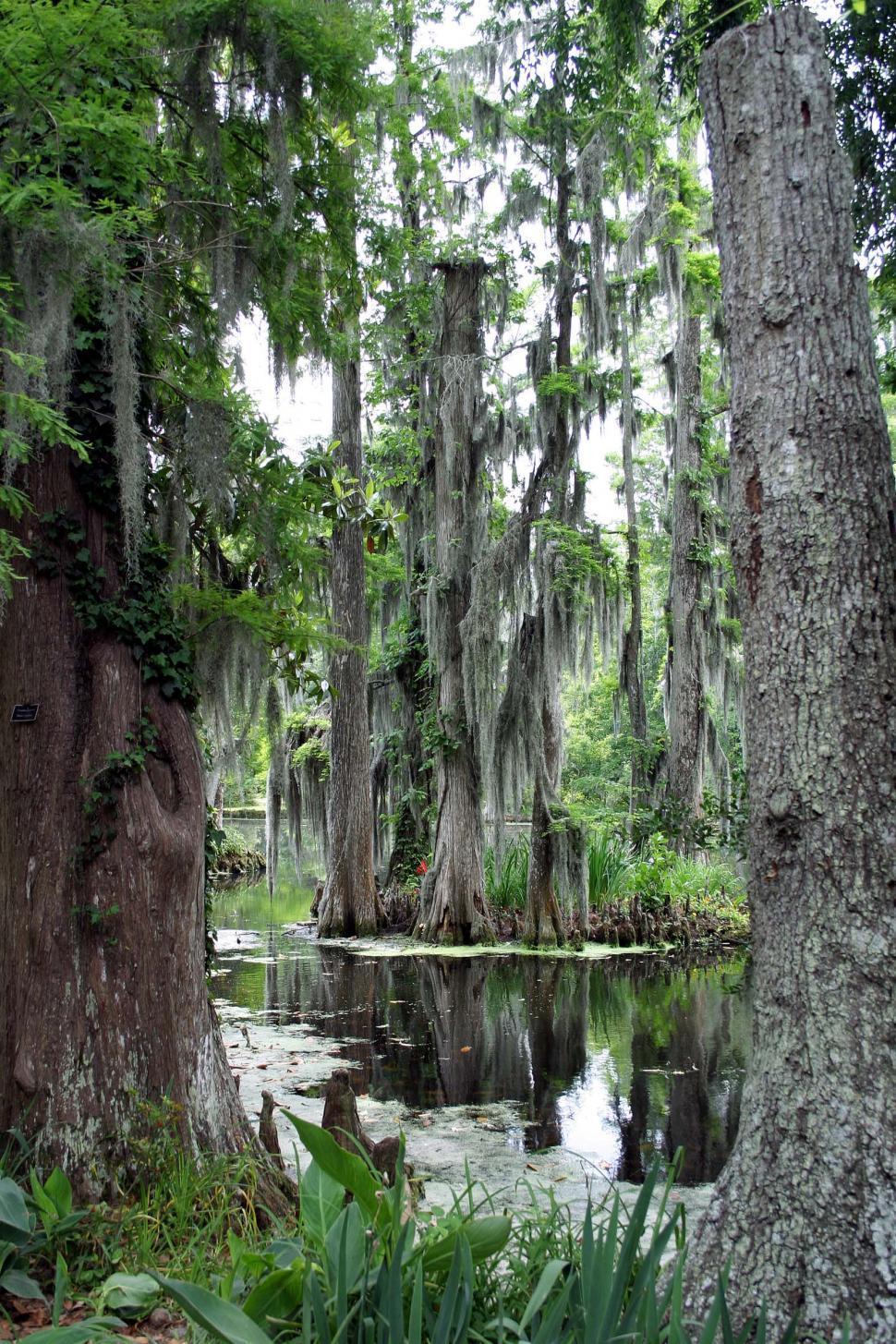 Free Image of Cypress swamp 